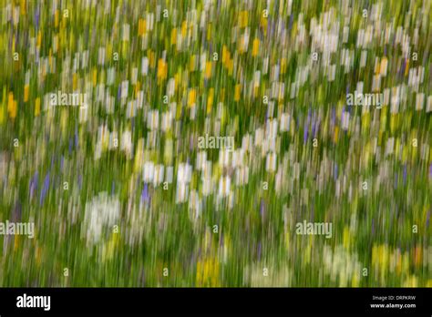 Blur Effect Alpine Wildflower Meadow In The Swiss Alps Below The