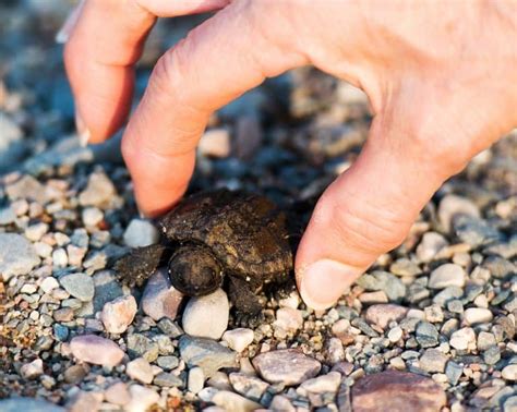 How To Pick Up A Snapping Turtle