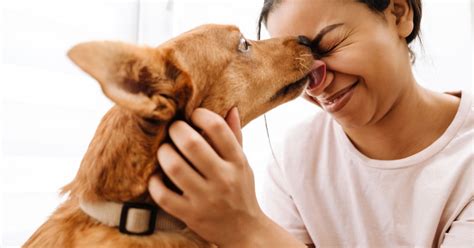 Are Dog Licks Actually Kisses
