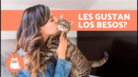 A Los Gatos Les Gustan Los Besos Desc Brelo Youtube