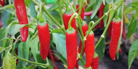 How To Grow Chili Peppers In A Greenhouse Tips And Techniques Chili