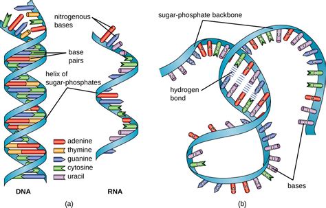 Structure And Function Of Rna Microbiology Course Hero
