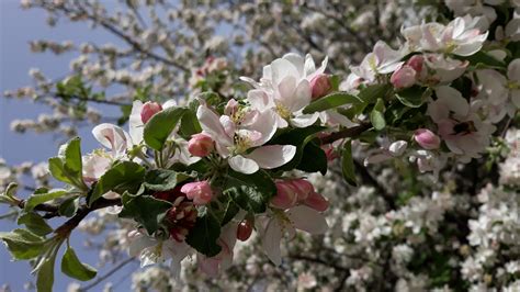 Kwitnące Drzewo Jabłoni