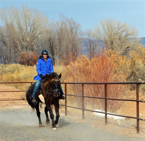 Kentucky Mountain Saddle Horse — Discoverthehorse