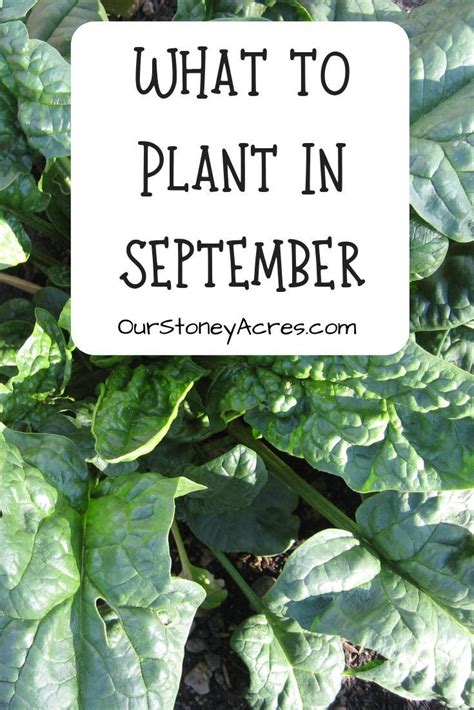 Planting sunflowers can benefit your garden in a number of ways. 5 Crops you can still plant in September | Fall garden ...