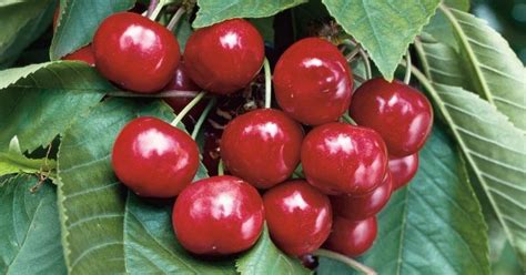 Buy Sweet Cherry Prunus Avium 5 Seeds Online Seeds HobbySeeds
