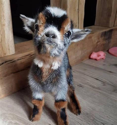 Reddit Aww Smuckers The Baby Goat Baby Farm Animals Fluffy