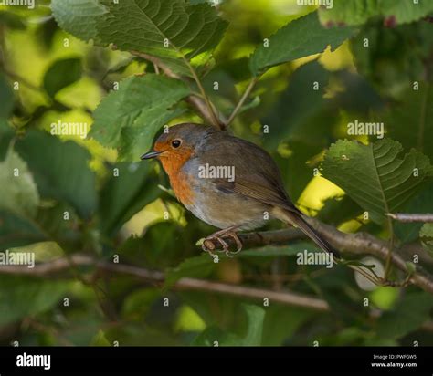Robin Redbreast England Female Hi Res Stock Photography And Images Alamy