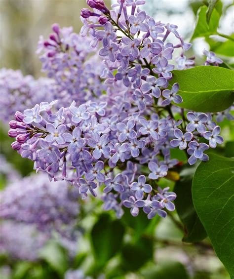 Beautiful Lilac Blossomflowering Lilac Treefresh Spring Background On