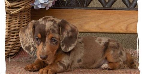 See more ideas about dapple dachshund, dachshund puppy, dapple dachshund puppy. Miniature Dapple Dachshund Puppies For Sale In NC