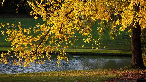 Wallpaper Yellow Leaves Tree Autumn Pond Sunlight 1920x1200 Hd