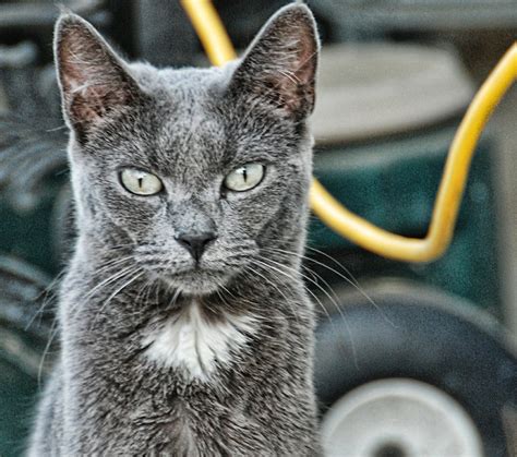 Grey Cat Chris Yarzab Flickr