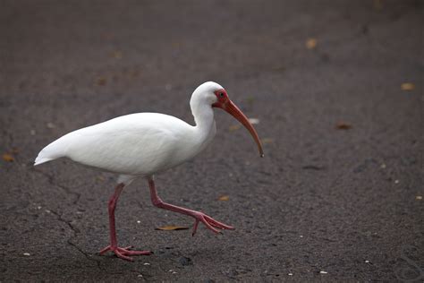 Fileamerican White Ibis Wikimedia Commons