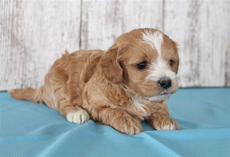 Maltese puppies near me are believed to have evolved on the island of malta in the mediterranean sea that's why they are named as maltese. Breed: Cavapoo Gender: Male Registry: Non Registrable ...