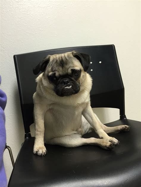 We just found evidence she may have been eating from the cat litter box. At the vet with a sick tummy, after eating cat litter ...