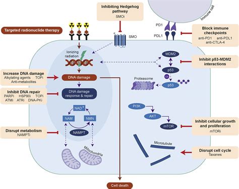 Combination Strategies To Improve Targeted Radionuclide Therapy