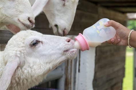 Close Up Child Feeding Milk Bottle To Cute Sheep Stock Photo Image Of