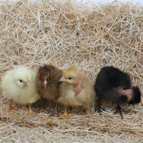 Turkens Naked Necks Female Chicks Lot Of Chicks Rural King