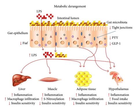 The Gut Microbiota Is Modulated By Metabolic Derangement Such As