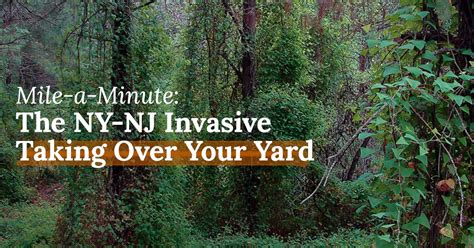 Mile A Minute The NY NJ Invasive Taking Over Your Yard Poison Ivy Patrol