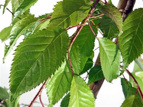 The japanese flowering cherry tree symbolizes spring, life, and beauty. Cheal's Weeping Flowering Cherry Trees for Sale Online ...