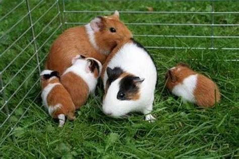 Apareamiento En Los Cuyes Crianza De Cuyes Conejos Y Mascotas