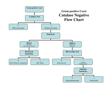 Actual Microbiology Gram Positive Cocci Flow Chart Gram Negative The