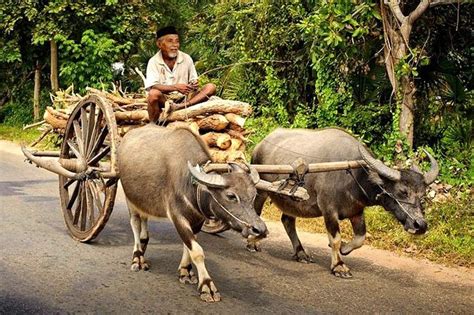 Unduh 8800 Gambar Gerobak Sapi Jaman Dulu Paling Bagus - Pixabay Pro