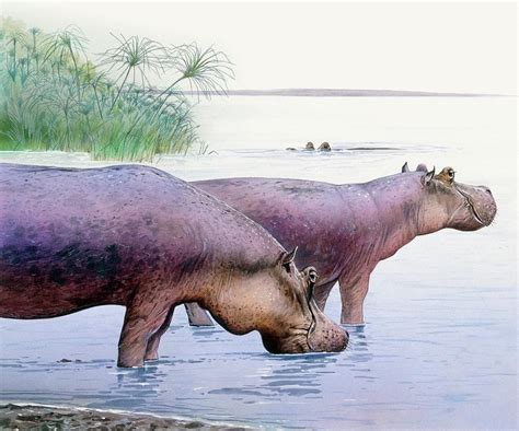 Hippopotamus Gorgops Photograph By Michael Longscience Photo Library