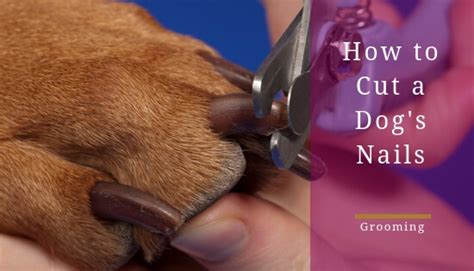 You might notice they are getting a little longer, but not think anything about it. When & How to Cut a Dog's Nails Properly - Staffy Claw ...