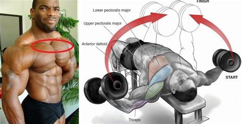 Kettle exercises involve almost every muscle of the body mainly due to the ballistic nature of the exercises performed with kettlebells. Pin on Fitness