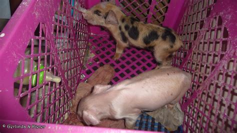 Our Bottle Feeding Piglets Gerlinda And Dieter Private