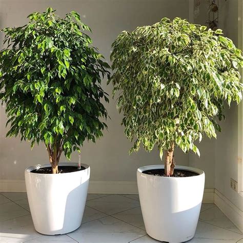 Are crestere rapidă, ramificații multe, flexibile, foarte frumos arcuite. ficus benjamina in 2020 | Plants, Indoor plants, Ficus ...