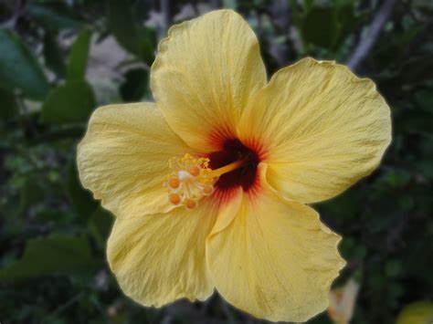 Hawaii Photos By Jen Yellow Hibiscus Big Islands State Flower