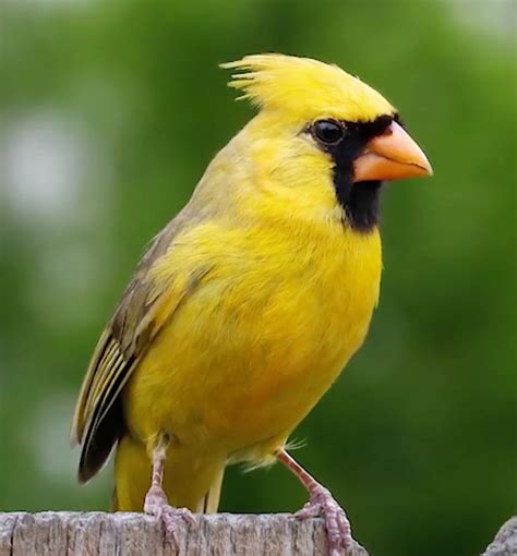Yellow Cardinal Bird Rare Bird Bird Finder