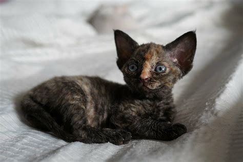 Info Penting 21 Tortie Devon Rex