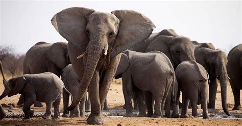 Video Los Elefantes Son Unos De Los Pocos Mamíferos Que Tienen Abuelas
