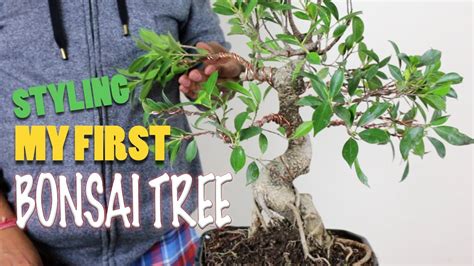 Styling My First Bonsai Tree With Pruning Wiring Indoor Fig Bonsai