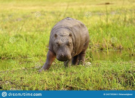 Baby Hippopotamus Out Of The Water Stock Photo Image Of Happy Africa