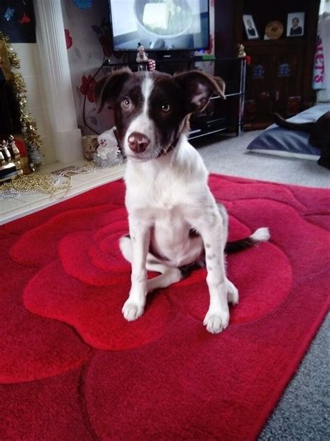 5 Month Old Border Collie Bitch In Rawmarsh South Yorkshire Gumtree