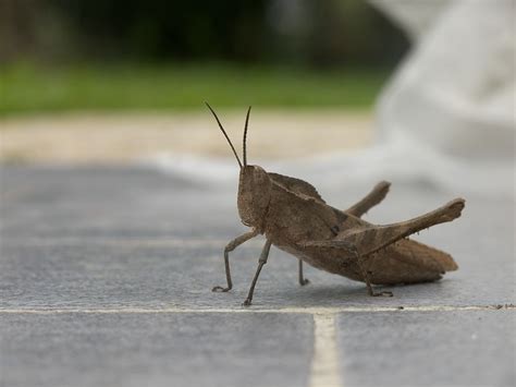 cricket, animal, fauna | Stock Images Page | Everypixel