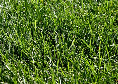 Grass normally gets water from the roots, which are located in the ground. Free photo: Grass texture - Grass, Green, Leafs - Free ...