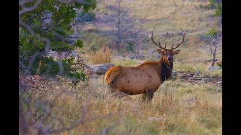 Wichita Mountains September Elk Youtube