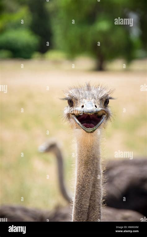 Curious Ostrich Bird Portrait Close Up Stock Photo Alamy