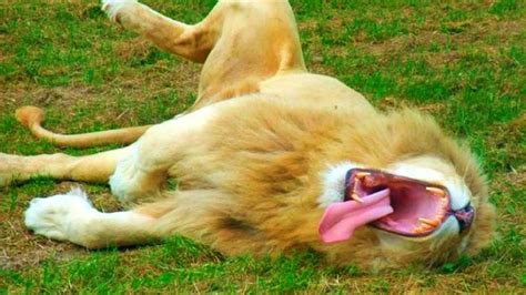 Look Very Funny Lion Sleep And He Seemed U To See Me