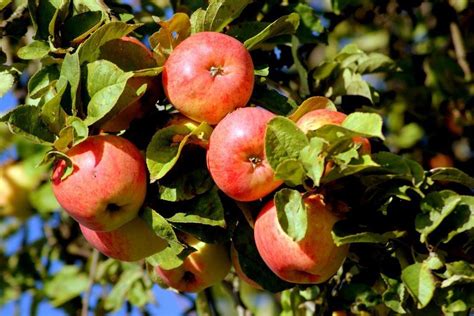 Яблоня яблочный спас обладает внушительным количеством достоинств, за которые ее ценят дачники. Яблоня Яблочный спас: описание сорта, посадка и уход ...