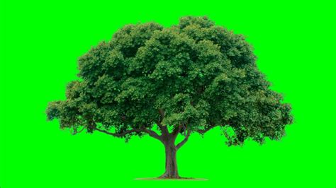 Green Screen Effect Tree Best Youtube