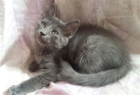 Adopt Talia The Russian Blue Mix From Cats Can Inc In