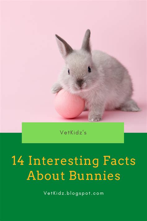 14 Interesting Facts About Rabbits