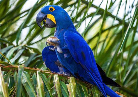 Preço Da Arara Azul